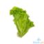 Picture of Global Fresh Lettuce Baguio
