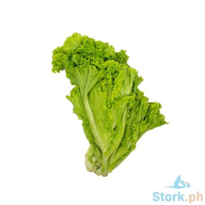 Picture of Global Fresh Lettuce Greenice Perkg