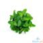 Picture of Global Fresh Mint Leaves Per Kilo