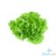 Picture of Global Fresh Romaine Lettuce