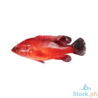 Picture of Aj Lapu Lapu Per Kilo