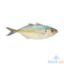 Picture of AJ Galunggong Per Kilo
