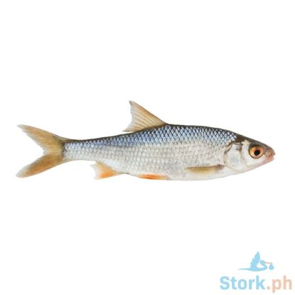 Picture of AJ Matangbaka Per Kilo