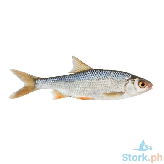 Picture of AJ Matangbaka Per Kilo