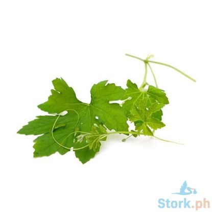 Picture of Global Fresh Ampalaya Tops