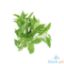 Picture of Global Fresh Basil Per Kilo