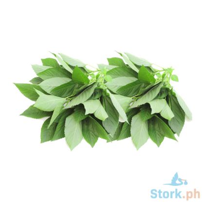 Picture of Global Fresh Saluyot