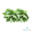 Picture of Global Fresh Saluyot