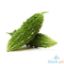 Picture of Millenium Ampalaya Per Kilo